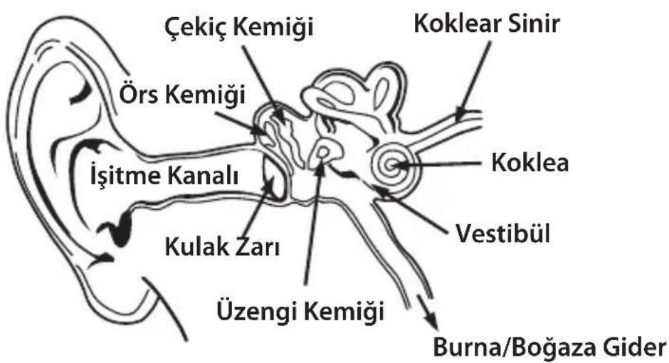 MONSTER NERGY - TÜRKÇE - 1