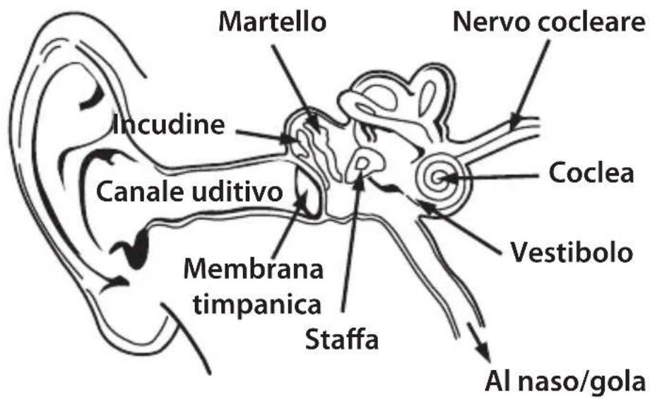 MONSTER NERGY - ITALIANO - 1