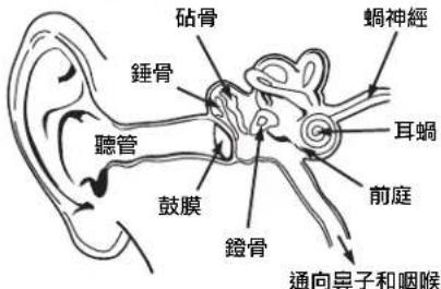MONSTER iSport Freedom - 耳部生理學與聽覺 - 1