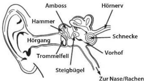 MONSTER iSport Freedom - Physiologie des Ohrs und des Gehörs - 1