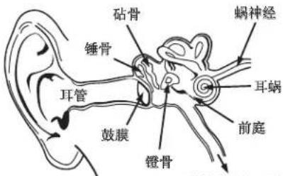 MONSTER iSport Freedom - 耳朵及听力的生理知识 - 1