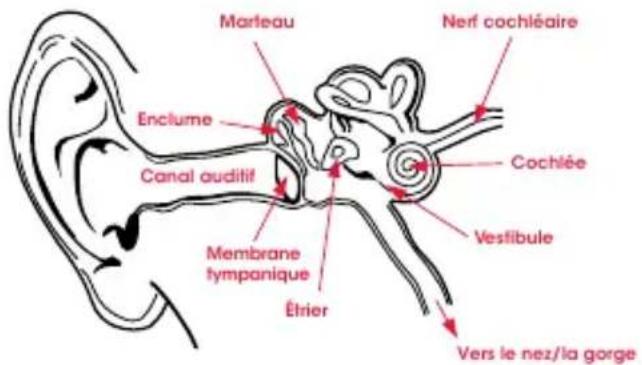 BEATS UrBeats2 - Physiologie de l'oreille - 1