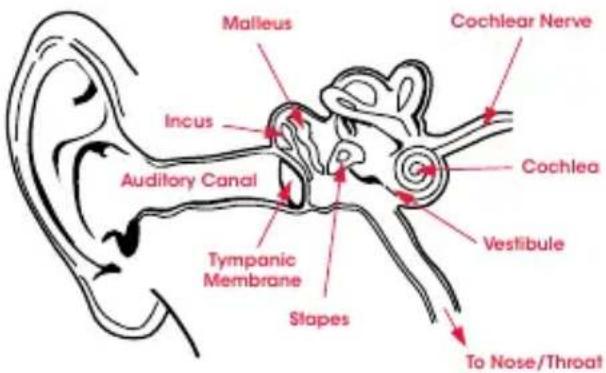 BEATS UrBeats2 - Physiology of the Ear - 1