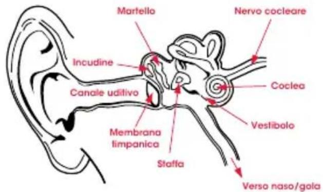 BEATS UrBeats2 - Fisiologia dell'orecchio - 1