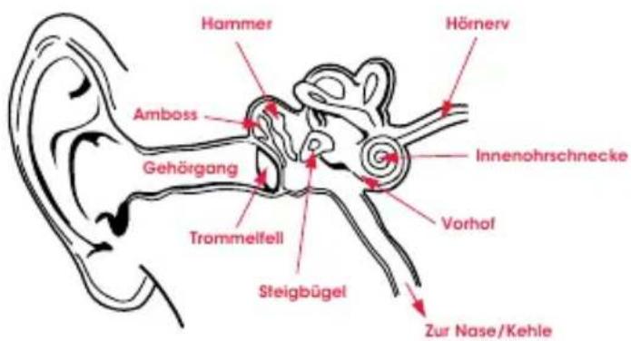 BEATS UrBeats2 - Physiologie des Ohrs - 1