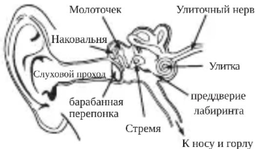 MONSTER iSport Wireless - Физиология органов слуха - 1