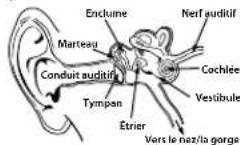 MONSTER iSport Wireless Slim - Physiologie de l'oreille et du système auditif - 1