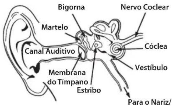 MONSTER iSport Freedom Wireless - Fisiologia do Ouvido e da Audição - 1