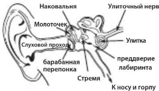 MONSTER Adidas Sport Supernova - Фиизология opraнов сныха - 1