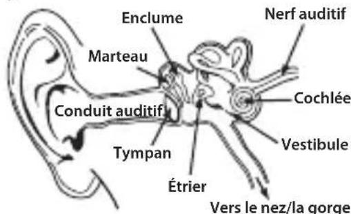 MONSTER Adidas Sport Supernova - Physiologie de l'oreille et du système auditif - 1