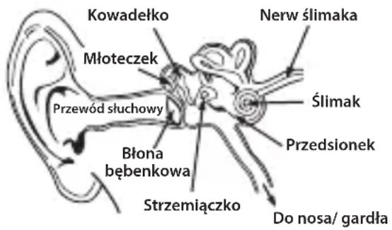 MONSTER Adidas Sport Supernova - Zalecenia dotyczne ochrony sluchu - 1