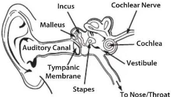 MONSTER ROC Sport Freedom - Physiology of the Ear and Hearing - 1