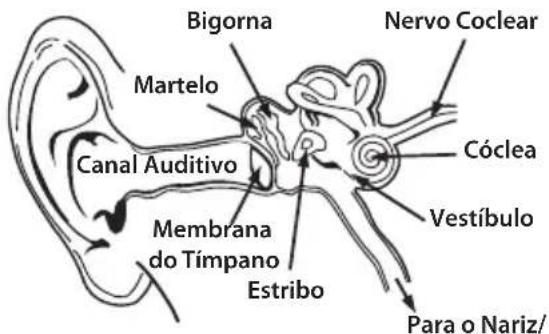 MONSTER ROC Sport Freedom - Fisiologia do Ouvido e da Audição - 1