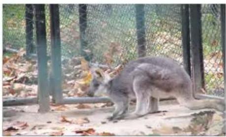 SAMSUNG SPM205W - Diaporama - 1