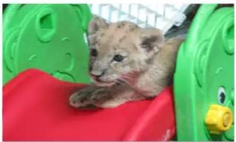 SAMSUNG SPM205W - Menu affché lors de la lecture d'un film. - 1