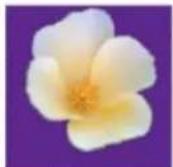 ADOBE Photoshop Elements 15 - Mémorisation, récapération ou suppression d'une seLECTION - 5