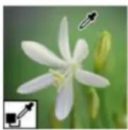 ADOBE Photoshop Elements 15 - Remplacement de couleurs dans une image - 3
