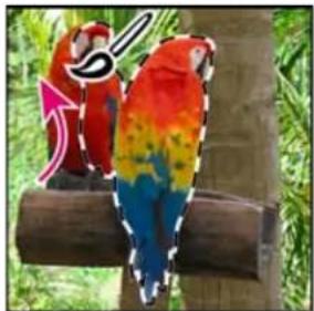 ADOBE Photoshop Elements 15 - Utilisation de l'outil Forme de seLECTION - 2