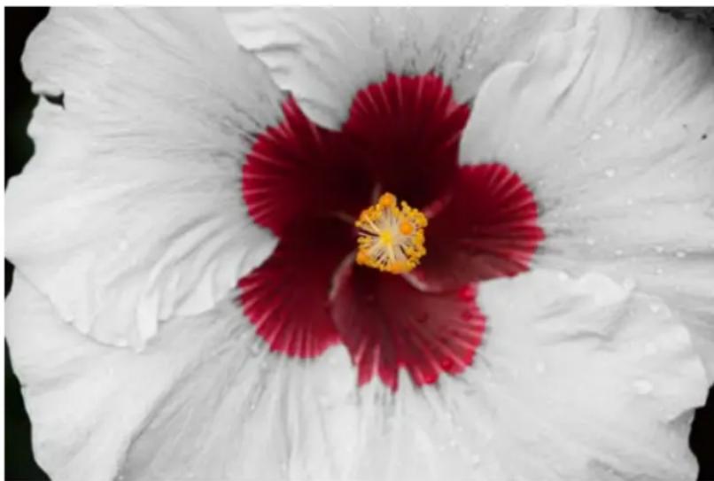 ADOBE Photoshop Elements 15 - Modification guide B&amp;W Selection - 2