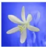 ADOBE Photoshop Elements 15 - Remplacement de couleurs dans une image - 4