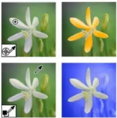 ADOBE Photoshop Elements 15 - Remplacement de couleurs dans une image - 1