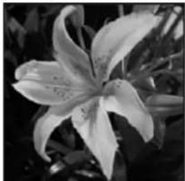 ADOBE Photoshop Elements 15 - Conversion d'une image en mode Bitmap - 1