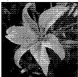 ADOBE Photoshop Elements 15 - Conversion d'une image en mode Bitmap - 3