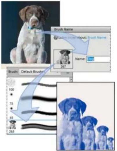 ADOBE Photoshop Elements 15 - Création d'une forme personalisée à partir d'une image - 1