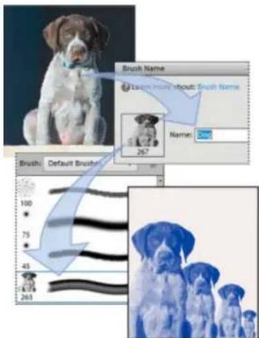 ADOBE Photoshop Elements 15 - Création d'une forme personnalisée à partir d'une image - 1