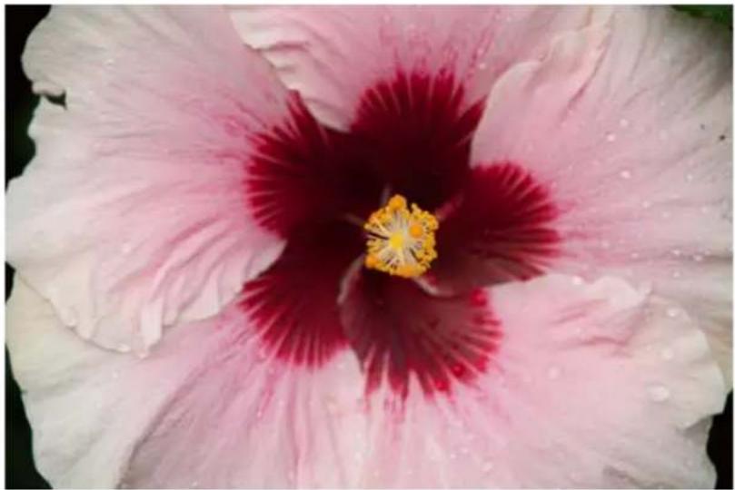 ADOBE Photoshop Elements 15 - Modification guide B&amp;W Selection - 1