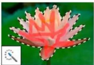 ADOBE Photoshop Elements 15 - A propos des outils de selection - 7