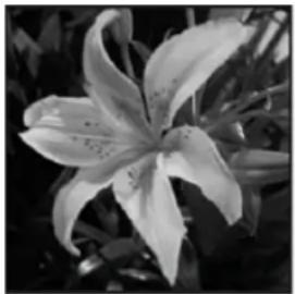 ADOBE Photoshop Elements 15 - Conversion d'une image en mode Bitmap - 1