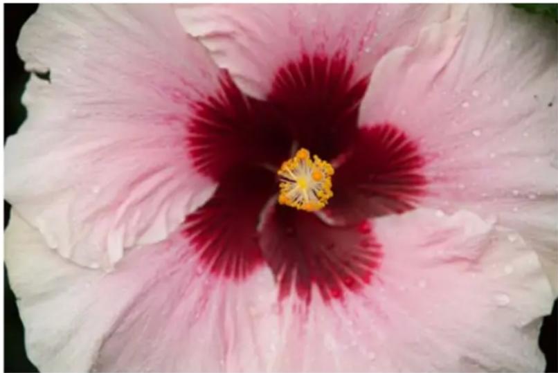 ADOBE Photoshop Elements 15 - Modification guide B&amp;W Selection - 1