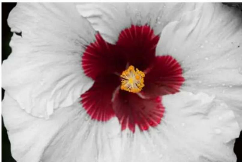 ADOBE Photoshop Elements 15 - Modification guide B&amp;W Selection - 2