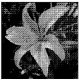 ADOBE Photoshop Elements 15 - Conversion d'une image en mode Bitmap - 3