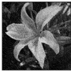 ADOBE Photoshop Elements 15 - Conversion d'une image en mode Bitmap - 4