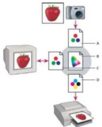 ADOBE Photoshop Elements 15 - A propos de la gestion des couleurs - 2