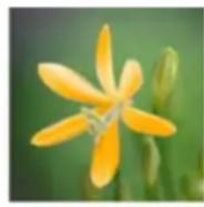 ADOBE Photoshop Elements 15 - Remplacement de couleurs dans une image - 2