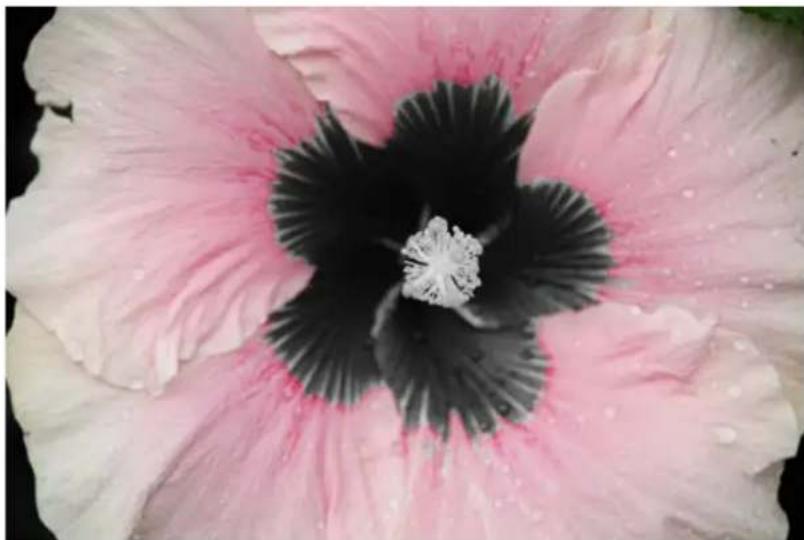 ADOBE Photoshop Elements 15 - Modification guide B&amp;W Selection - 4