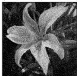 ADOBE Photoshop Elements 15 - Conversion d'une image en mode Bitmap - 4