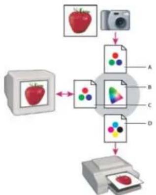 ADOBE Photoshop Elements 15 - A propos de la gestion des couleurs - 2