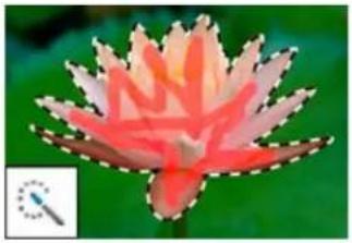 ADOBE Photoshop Elements 15 - A propos des outils de selection - 7