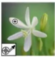 ADOBE Photoshop Elements 15 - Remplacement de couleurs dans une image - 1