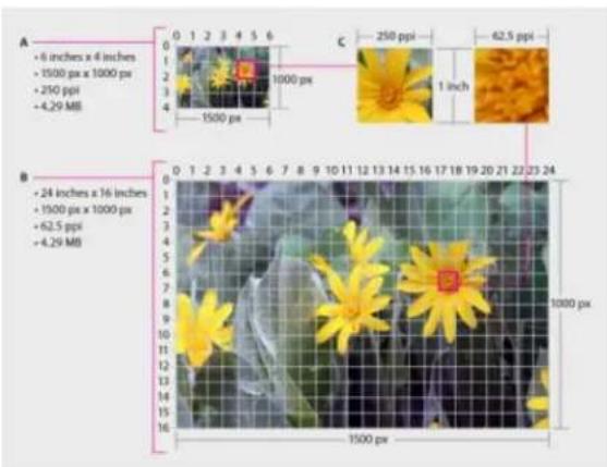 ADOBE Photoshop Elements 15 - A propos de la taille et de la résolution d'image - 1