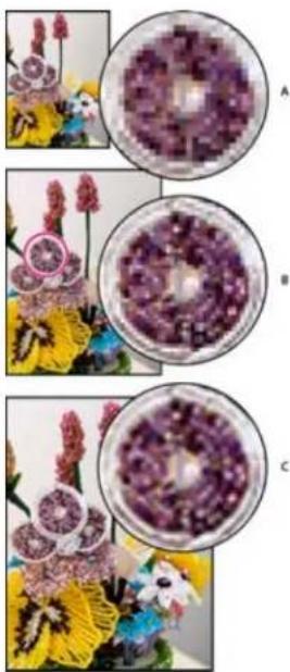 ADOBE Photoshop Elements 15 - Rééchantillonnage d'une image - 1
