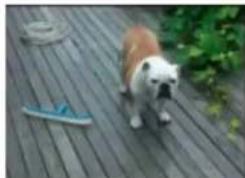 ADOBE Photoshop Elements 15 - Suppression d'objets superflus par correction basée sur le contenu - 1