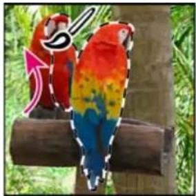 ADOBE Photoshop Elements 15 - Utilisation de l'outil Forme de selection - 2