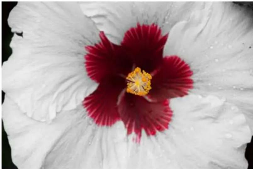 ADOBE Photoshop Elements 15 - Modification guide B&amp;W Selection - 3