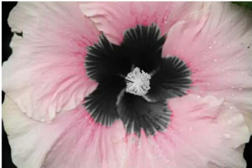 ADOBE Photoshop Elements 15 - Modification guide B&amp;W Selection - 4