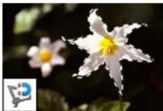 ADOBE Photoshop Elements 15 - A propos des outils de selection - 5